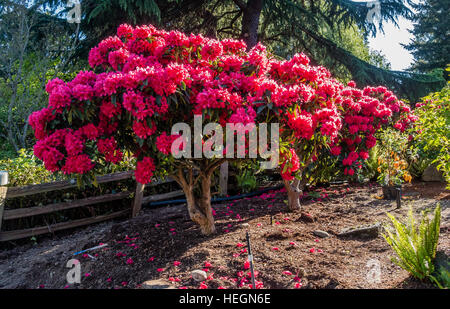 Die Zustandblume von Washington wächst groß in Burien, Washington. Stockfoto