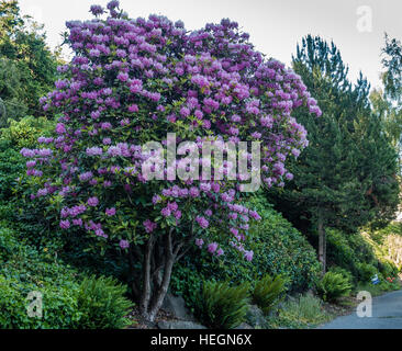 Die Zustandblume von Washington wächst groß in Burien, Washington. Stockfoto