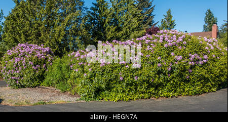 Die Zustandblume von Washington wächst groß in Burien, Washington. Stockfoto