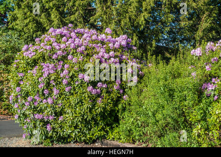 Die Zustandblume von Washington wächst groß in Burien, Washington. Stockfoto