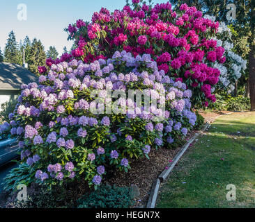 Die Zustandblume von Washington wächst groß in Burien, Washington. Stockfoto