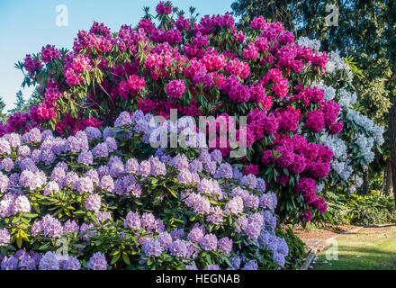 Die Zustandblume von Washington wächst groß in Burien, Washington. Stockfoto