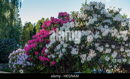 Die Zustandblume von Washington wächst groß in Burien, Washington. Stockfoto