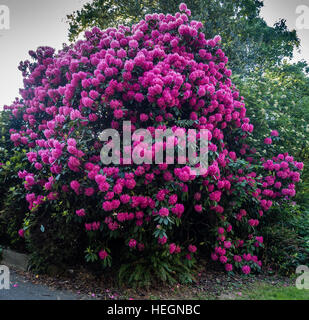 Die Zustandblume von Washington wächst groß in Burien, Washington. Stockfoto