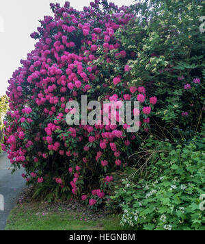 Die Zustandblume von Washington wächst groß in Burien, Washington. Stockfoto