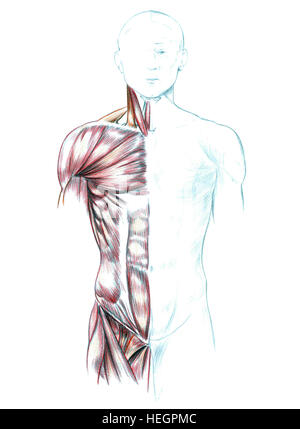 Muskeln von Hals, Schultern, Brust und Bauch, Hand gezeichnete medizinische Illustration zeichnen mit Nachahmung der Lithographie Stockfoto