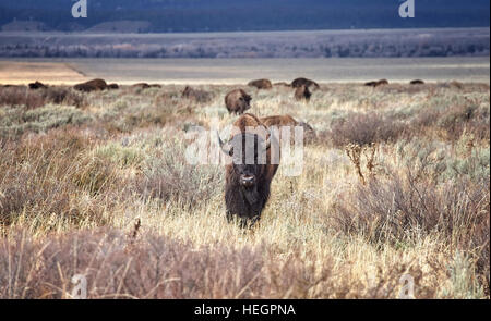 Junge amerikanische Bisons (Bison Bison) im Grand-Teton-Nationalpark, Wyoming, USA. Stockfoto