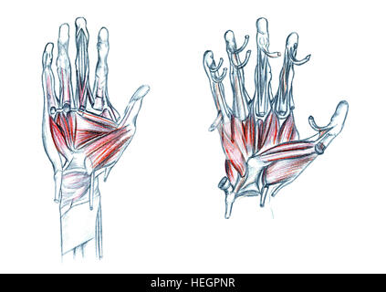 Muskeln der Hand, Hand gezeichnete medizinische Illustration zeichnen mit Nachahmung der Lithographie Stockfoto