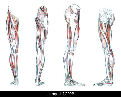 Muskeln des Beines, handgezeichnete medizinische Illustration zeichnen mit Nachahmung der Lithographie Stockfoto