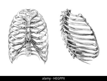 Thorax Knochen (2 Winkel), handgezeichnete medizinische Illustration zeichnen mit Nachahmung der Lithographie Stockfoto
