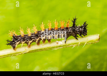 Eine Fragezeichen Schmetterling (Polygonia Interrogationis) Raupe (Larve) sitzt auf einem Pflanzenstängel Brennnessel. Stockfoto