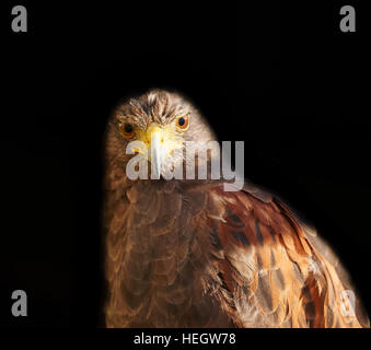 Bird Of Prey - isoliert Harris Hawk auf schwarz, Parabuteo Unicinctus Blick in die Kamera Stockfoto