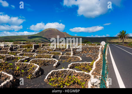 Weinberg auf Lanzarote Stockfoto