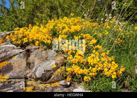 Gemeinsame Birdsfoot Kleeblatt, Lotus Corniculatus, Wildblumen, Carrick, Dumfries & Galloway, Schottland Stockfoto