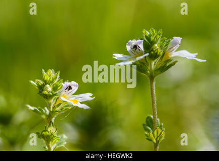 Gemeinsamen Augentrost, Euphrasia Nemorosa, Wildblumen, Dumfries & Galloway, Schottland Stockfoto