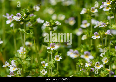 Gemeinsamen Augentrost, Euphrasia Nemorosa, Wildblumen, Dumfries & Galloway, Schottland Stockfoto