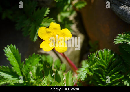 Silverweed, Potentilla heisses, Wildblumen, Carrick, Dumfries & Galloway, Schottland Stockfoto