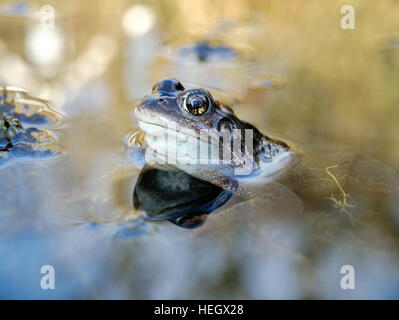 Ein Frosch sitzt im flachen Wasser im Gartenteich. Stockfoto