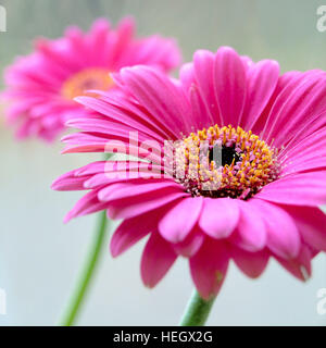 Fett rosa Gerbera-Blüten. Stockfoto