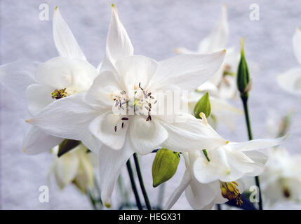 Weiße Akelei Blumen in voller Blüte in einen Garten. Stockfoto