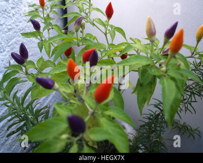 Chiliplanze mit Chilischoten unterschiedlicher Reifegrade Stockfoto