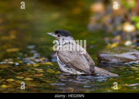 Eurasische Mönchsgrasmücke (Sylvia Atricapilla) männlich Baden im flachen Wasser des Baches Stockfoto