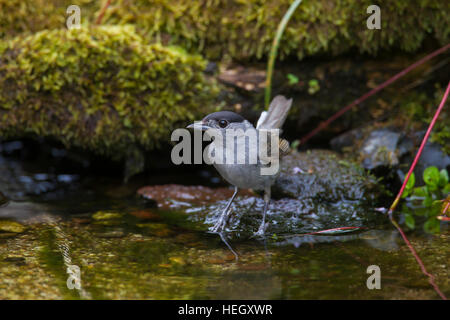 Eurasische Mönchsgrasmücke (Sylvia Atricapilla) männlichen Trinkwasser aus Bach Stockfoto