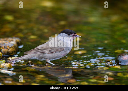 Eurasische Mönchsgrasmücke (Sylvia Atricapilla) männlichen Trinkwasser aus Bach Stockfoto