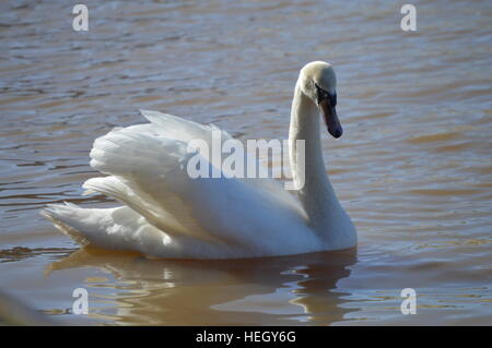 Eine fokussierte Schwan Stockfoto