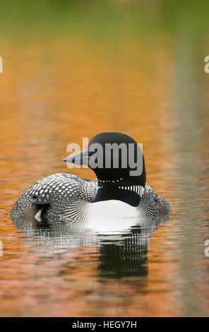 Common Loon with fall colors on water, Alaska Stockfoto
