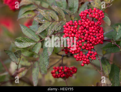 Vogelbeeren Baum in einem Cluster auf Ast Stockfoto