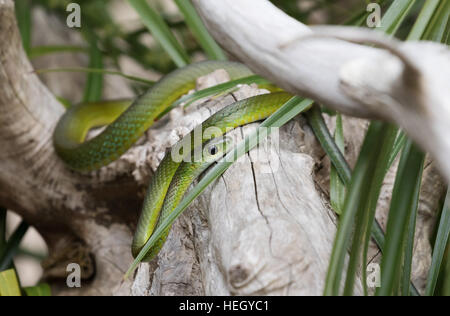 Nicht giftige Schlange Green House oder Kap Haus Schlange, (Boaedon Capensis) Südafrika Stockfoto
