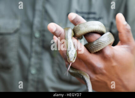 Schlange Handler Umgang mit einem nicht-giftigen Kap Haus Schlange, Südafrika Stockfoto