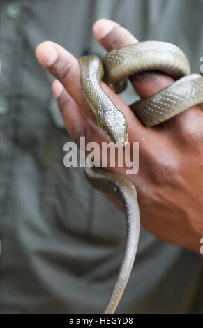Schlange Handler Umgang mit einem nicht-giftigen Kap Haus Schlange, Südafrika Stockfoto