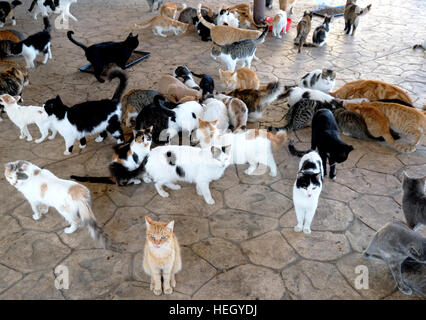 Freunde von Larnaca Cats Freiwillige füttern streunende Katzen neben der Hala Sultan Tekke Moschee am Ufer des Larnaca Lake, Zypern. Stockfoto