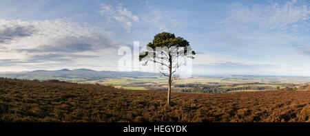 Einsamer Scots Kiefer auf dem Moor über Hepburn mit Blick auf die Felder und fernen Cheviot Hills in Northumberland Stockfoto