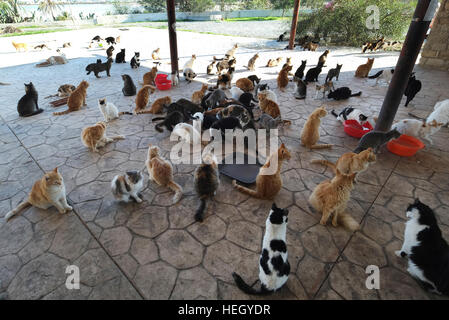 Freunde von Larnaca Cats Freiwillige füttern streunende Katzen neben der Hala Sultan Tekke Moschee am Ufer des Larnaca Lake, Zypern. Stockfoto