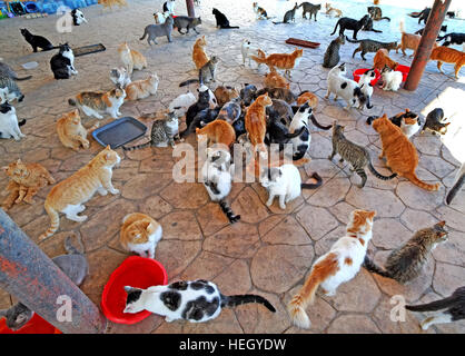 Freunde von Larnaca Cats Freiwillige füttern streunende Katzen neben der Hala Sultan Tekke Moschee am Ufer des Larnaca Lake, Zypern. Stockfoto