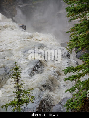 Kiefer Baum-gerahmte Nahaufnahme von sich schnell bewegenden Wasser umfallen Athabasca Falls in Jasper Nationalpark, Kanada. Stockfoto