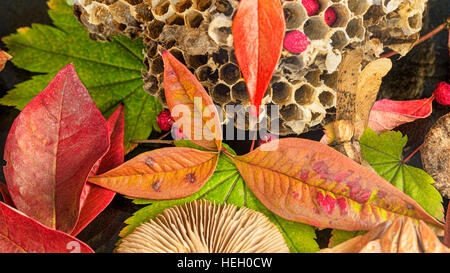 Herbstfarben.  Rote Blätter, Pilze, Waben und mehr im Studio fotografiert. Stockfoto