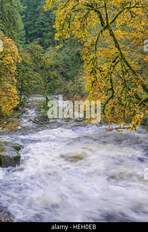 USA, Washington, Camas, Lacamas Park, Herbst farbige unten Ahorn Grenze Lower Falls auf Regen geschwollen Lacamas Creek. Stockfoto