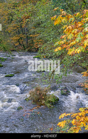 USA, Washington, Camas, Lacamas Park, Herbst farbige unten Ahornbäume Wald grenzt an Lacamas Creek Farbe hinzufügen. Stockfoto