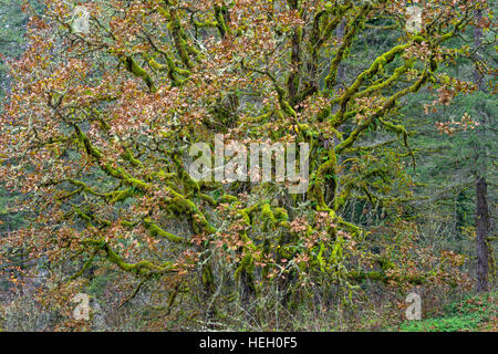 USA, Washington, Camas, Lacamas Park, mehrere Stämme der moosbewachsenen Oregon Weißeiche und Herbstlaub. Stockfoto