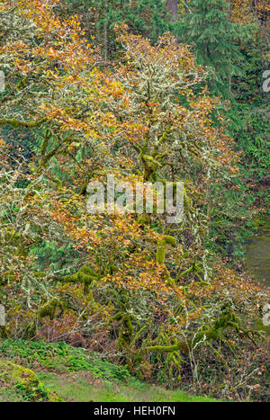 USA, Washington, Camas, Lacamas Park, mehrere Stämme der moosbewachsenen Oregon Weißeiche und Herbstlaub. Stockfoto