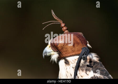Lanner Falcon tragen eine Kapuze am Center for Birds Of Prey 15. November 2015 in Awendaw, SC. Stockfoto
