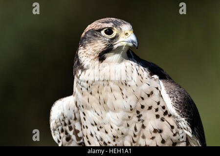 Porträt von Lanner Falcon am Center for Birds Of Prey 15. November 2015 in Awendaw, SC. Stockfoto