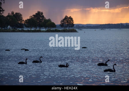 Schwarze Schwäne am See Maquarie Stockfoto