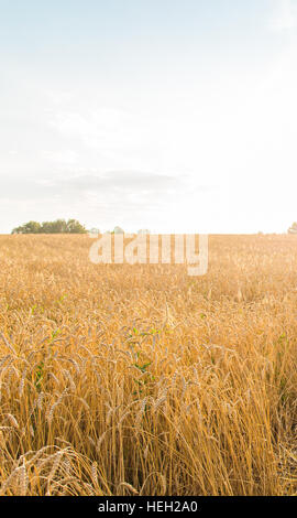 Wheat golden field Stockfoto