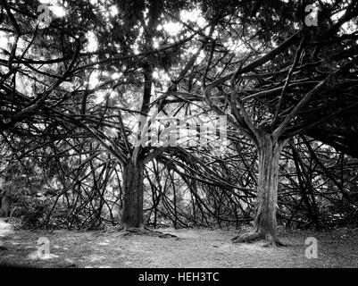 Zwei seltsamen Bäume mit Zeilensprung Branchs im Natur park Stockfoto