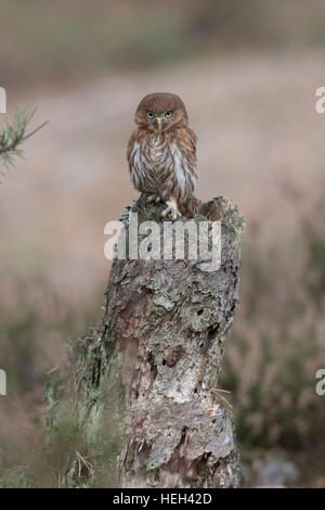 Eisenhaltige Pygmy Eule / Brasil-Sperlingskauz (Glaucidium Brasilianum), thront auf einem faulen Baumstumpf aussieht, kraftvoll, aber niedlich. Stockfoto